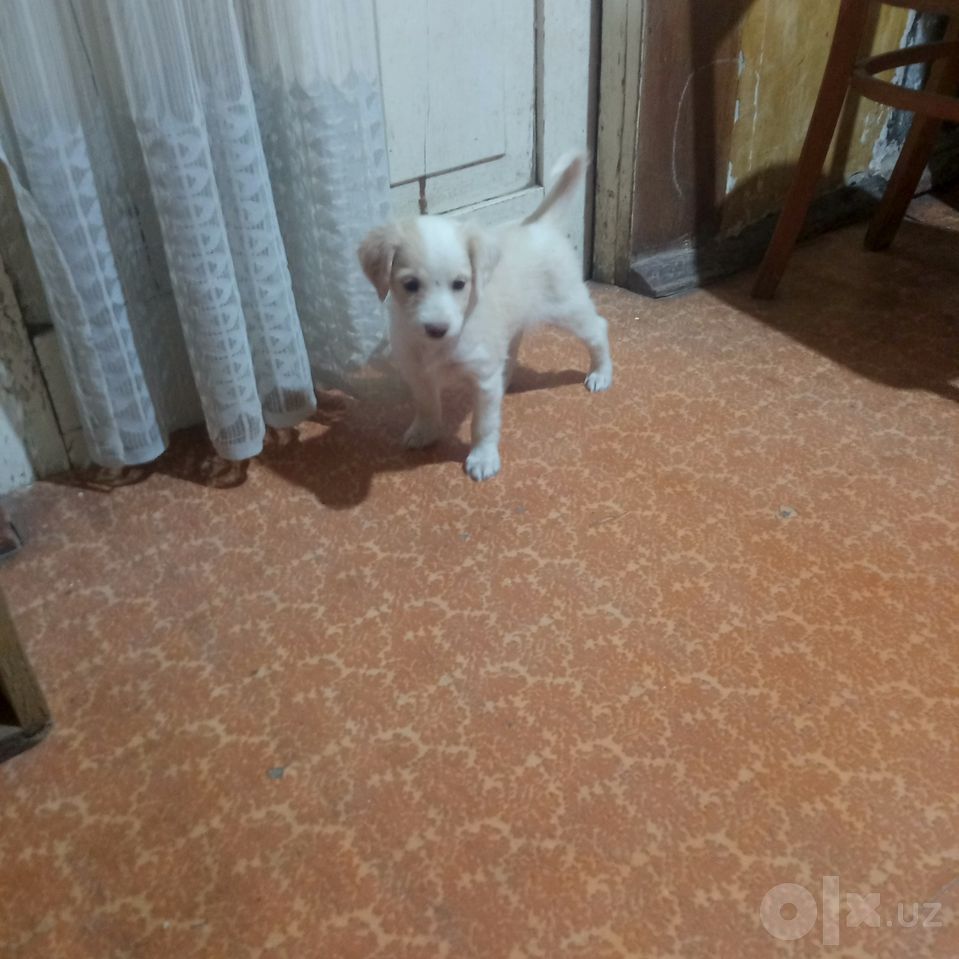 Бесплатно