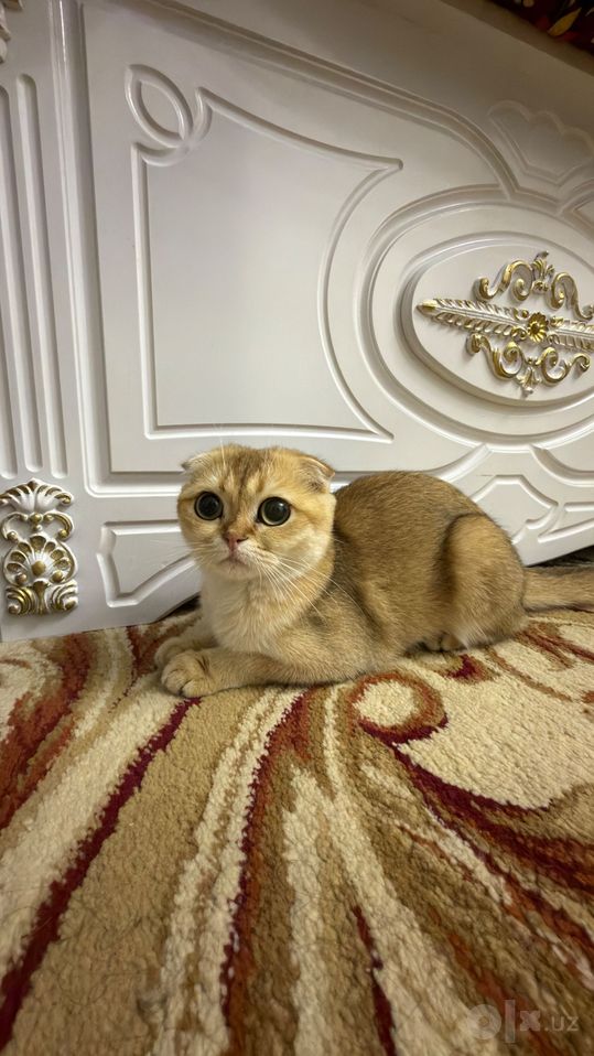 3 000 000 сум