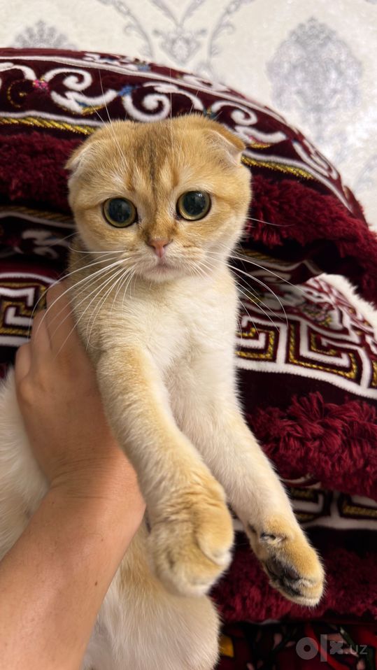 3 000 000 сум
