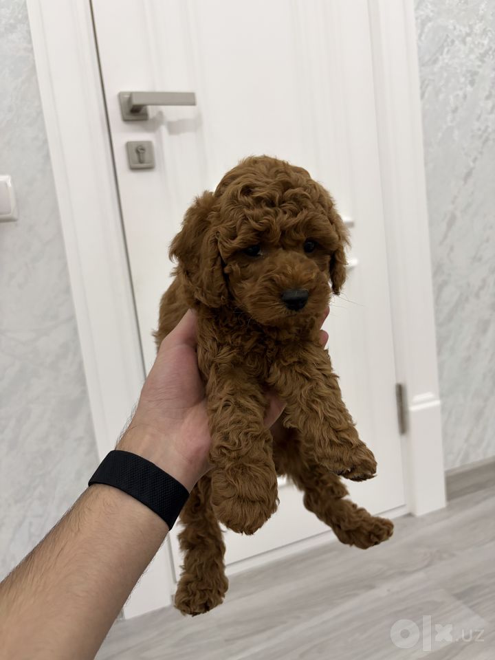 800 USD
