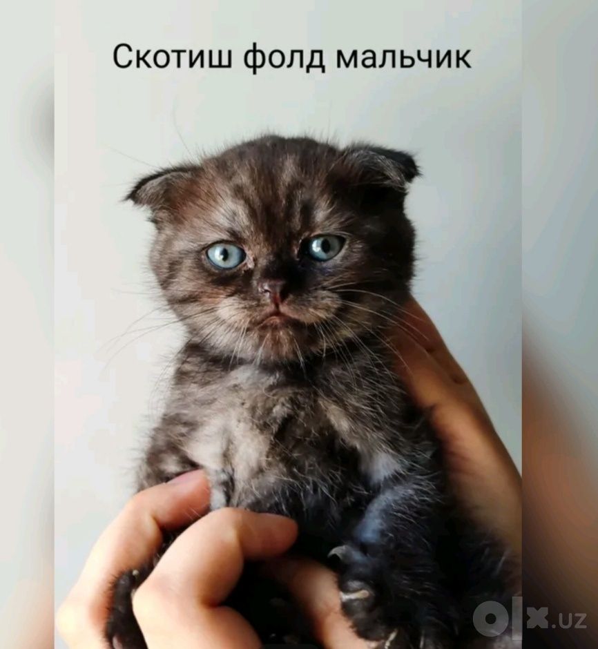 300 000 UZS