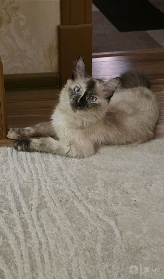 Бесплатно