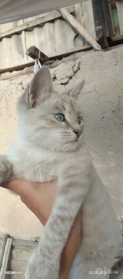 150 000 сум