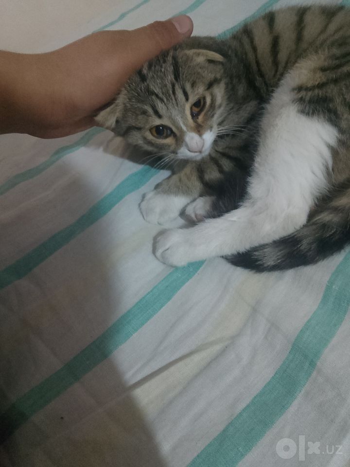 300 000 UZS