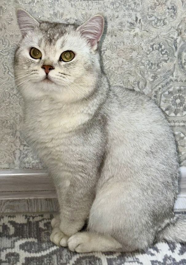 600 000 сум