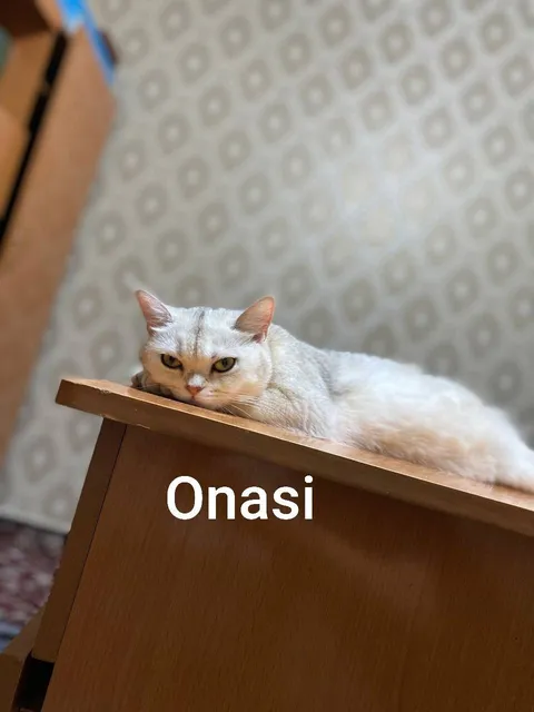 Britanskiy Serevristaya Shinshilla - Image 1