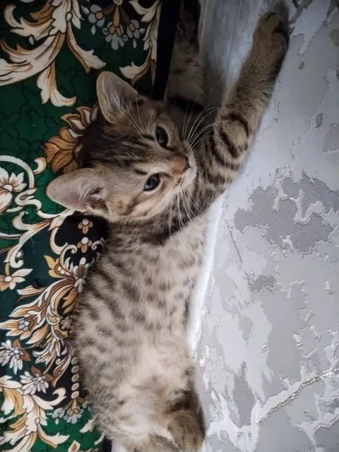Скотиш Страйт болалари - Image 1