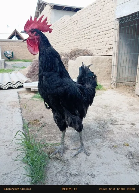 Qora shaxzoda Xoʻroz sotiladi - Image 1