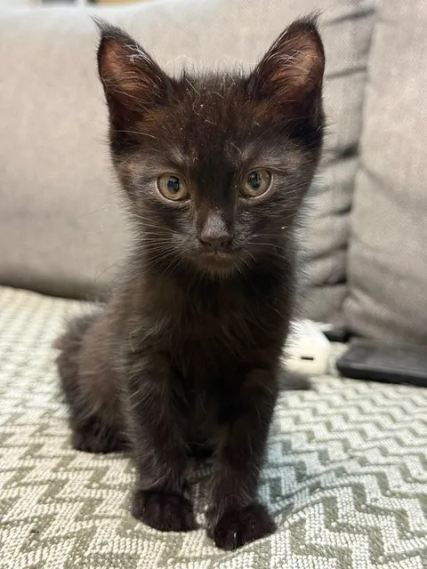 Котенок в добрые руки - Image 1