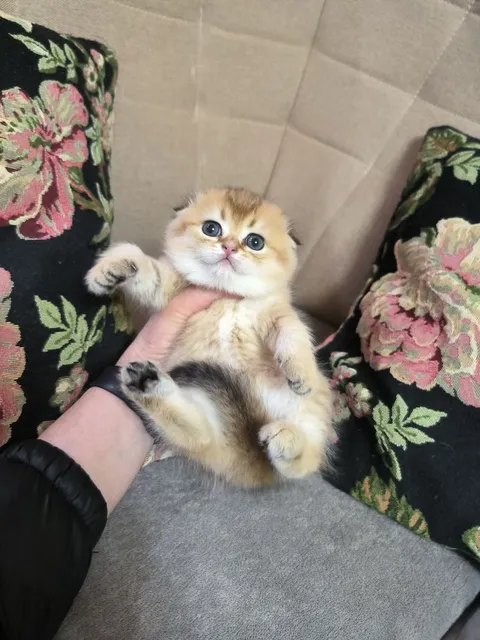 Шикарный котёнок от правильной вязки - Image 1