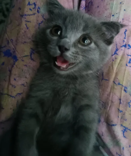 Scottish fold 2 oylik - Image 1