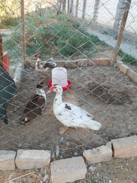 Sog‘lom 4ta urdak katta katta bulib qolgan - Image 1