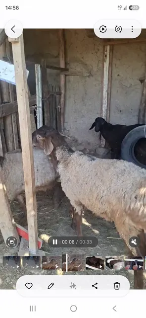 Olasiz baraka topasiz Quzi quchqorla sotiladi - Image 1