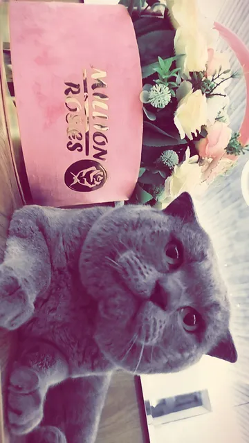 Scottish fold - Image 1