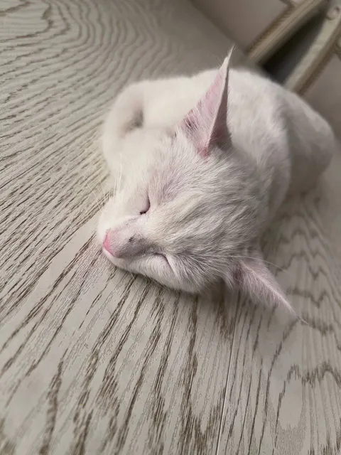 Кошка скотиш фолд - Image 1