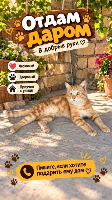 Котики даром в добрые руки - Image 1