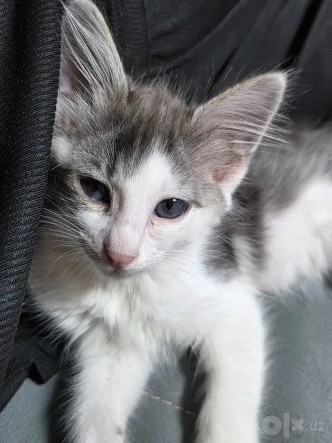 Голубоглазый котик в хорошие руки - Image 1