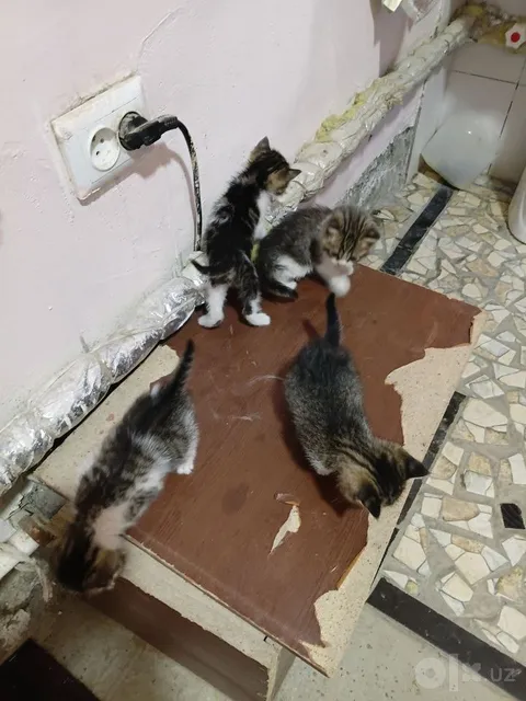 Зотдор мушуклар она болалар - Image 1