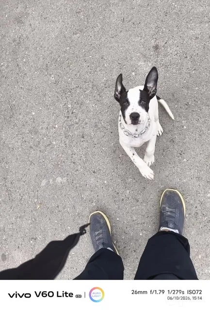 Pitbul sotiladi Erkak 2yarim oylik - Image 1