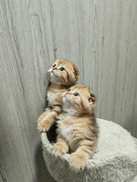 Шикарные малыши от правильной вязки - Image 1