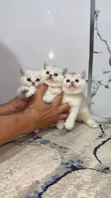 Чистокровные Малыши британской шиншиллы - Image 1