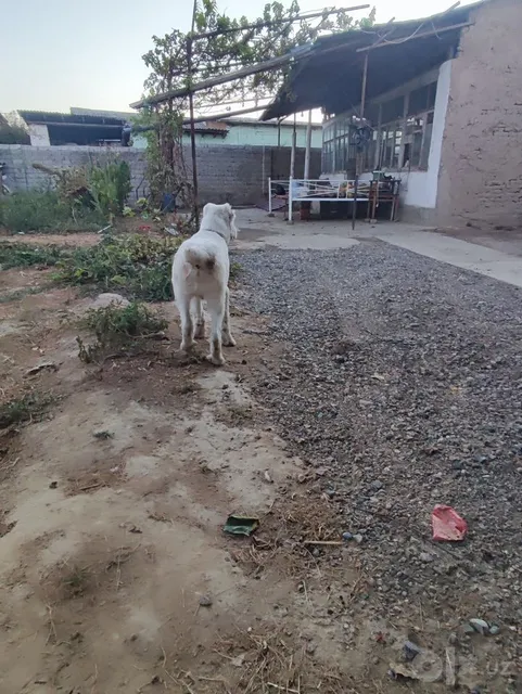 alabay sotiladi zoti toza - Image 1