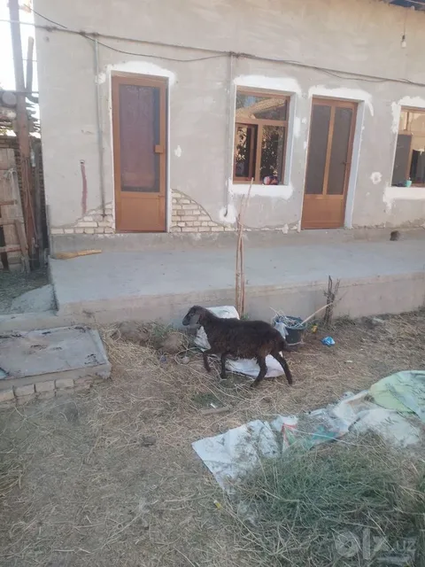 Moda arabi barra - Image 1